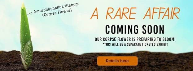 Pablo “Pe-ew”caso Corpse Flower Is Preparing To Bloom Ad