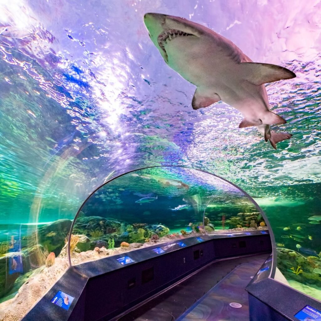 virtual tour of ripley's aquarium toronto