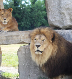 African Lion Safari Canada’s Original Safari Adventure