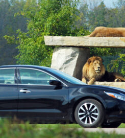 African Lion Safari Canada’s Original Safari Adventure