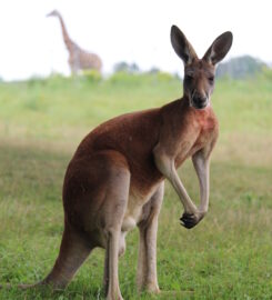 African Lion Safari Canada’s Original Safari Adventure