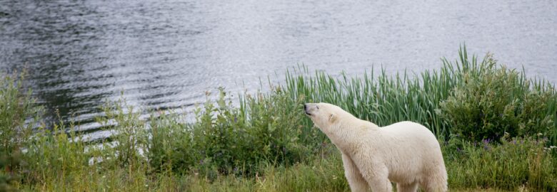 Cochrane Polar Bear Habitat & Heritage Village