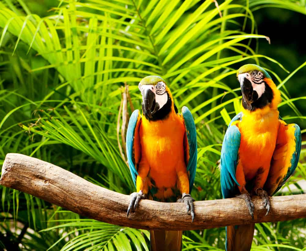 Header Image Parrots Attractions Ontario