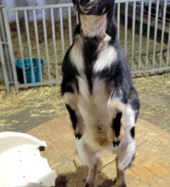 Udderly Ridiculous Farm Life