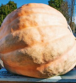 Port Elgin Pumpkinfest